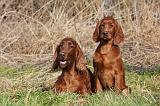 SETTER IRLANDAIS 215